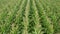 Cornfield close up Birds Eye Top Down Aerial Overhead View, rich Green Agriculture