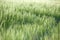 Cornfield close up landscape. Cereal on field