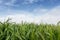 Cornfield with Clouds on Bright Summer Day