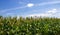 Cornfield. Corn leaves against the sky. Peaceful nature. Concept