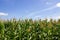 Cornfield. Corn leaves against the sky. Peaceful nature. Concept