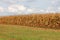 Cornfield with corn ripe for harvest with grass in front and cloudy blue sky in background