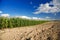 Cornfield crop and plowed soil