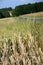 Cornfield, Czech Republic