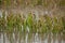 Cornfield Damaged by Flooding