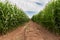 Cornfield; dirt path between tall rows of corn on either side; cloud and sky in distance.