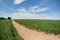 Cornfield and driveway to a farm in rural. Agricultural field on which the green corn grows