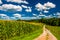 Cornfield and driveway to a farm in rural Southern York County,