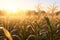 Cornfield in the early morning light showcasing