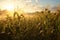 Cornfield in the early morning light showcasing