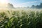 Cornfield in the early morning light showcasing