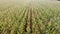 Cornfield. The field on the background of the grain elevator. View from the top. Rows of corn shoots. It's harvest time