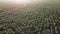 Cornfield. Field corn. Field young corn sprouts on early summer morning Aerial