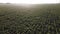 Cornfield. Field corn. Field young corn sprouts on early summer morning Aerial