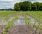 Cornfield flooding, crop damage and soil erosion from heavy rains and storms.