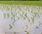 Cornfield flooding, crop damage and soil erosion from heavy rains and storms