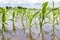 Cornfield flooding due to heavy rain and storms in the Midwest