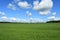 Cornfield. Forest. Rural field of green grass. Sky clouds. Lawn meadow grass. Bright green decoration, soft grass creeps