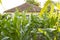 Cornfield grows behind the old house un the summer time