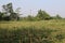 Cornfield harvest