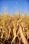 Cornfield harvest in autumn