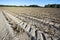 Cornfield after harvest wide