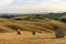 Cornfield with hay bales