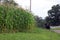 Cornfield and horse and buggy