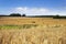 Cornfield landscape with haybales