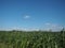 Cornfield landscape photo, horizon view