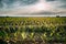 Cornfield Landscape. Plantation With Young Corn In Spring Season