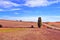 Cornfield landscape in the province of Soria, Spain