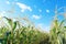 Cornfield landscape with rows of tall cornstalks