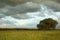 Cornfield landscape with thunder clouds