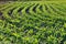 Cornfield of maize at the sunny summer morning