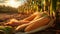 Cornfield with mature corn cobs lying on the ground