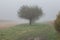 Cornfield mist and rainy day