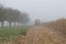 Cornfield mist and rainy day