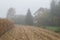 Cornfield mist and rainy day