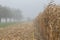 Cornfield mist and rainy day