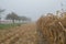 Cornfield mist and rainy day