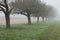 Cornfield mist and rainy day