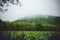 Cornfield and mountain in back