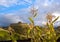 Cornfield near the ruins of the Inca fortress Ingapirca, Ecuador