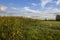 Cornfield near Uppel