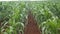 Cornfield plantation corn aerial view