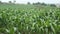 Cornfield plantation corn aerial view