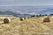 Cornfield plowed hay bales