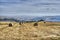 Cornfield plowed hay bales