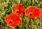 Cornfield and Poppies